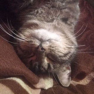 Kitty facts