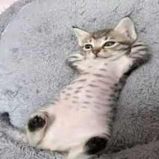 Кликеры