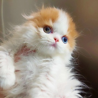 Kliofoldcity питомник шотландских кошек