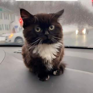 котики