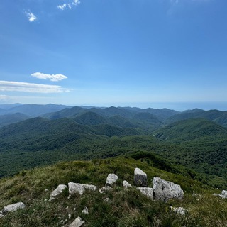 the bearлога