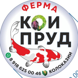 Кои Пруд Колоказия