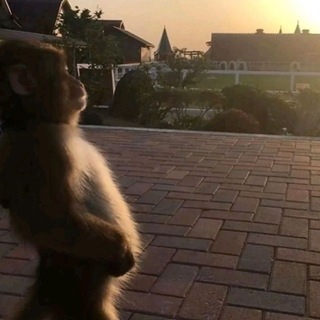 кома