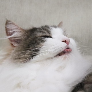 🌱 Komugi ~ GIF 🌸
