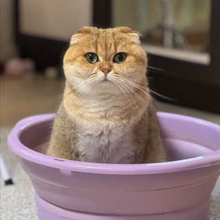 Котяши