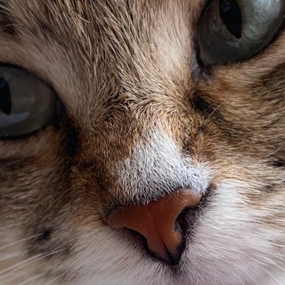 кошка ася