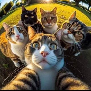 Приют "Кошкин Дом"🐈
