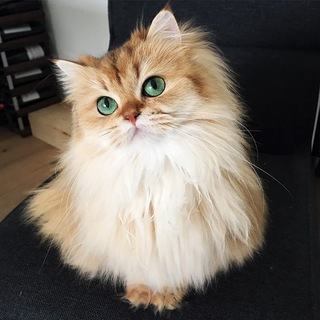 К О С Ь К А🐈