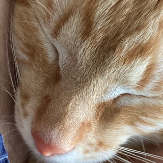 Записки кота Симеона