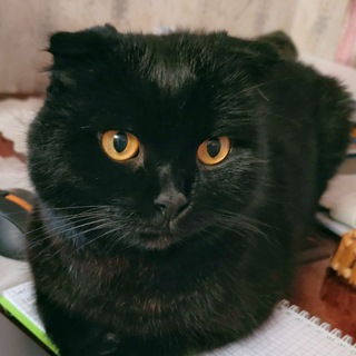 Кот учёный