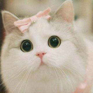 33 котика