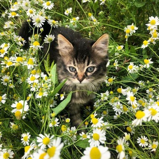 Коть