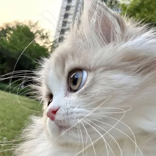 Котофей