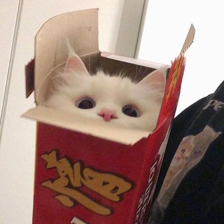 Коробочка с котятами🐈‍⬛