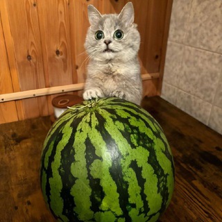 Cats & Cats