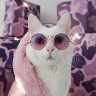 Котиссимо