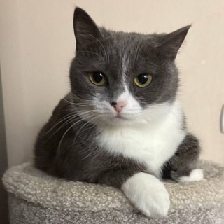 Котофота