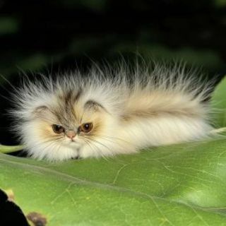 Котогусеницы