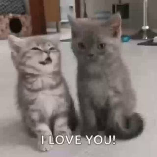 Котология | котики