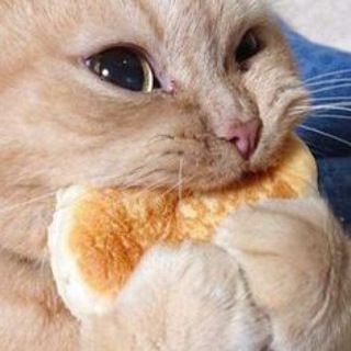 КотоМафія