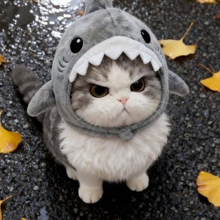 Котовасия🐈