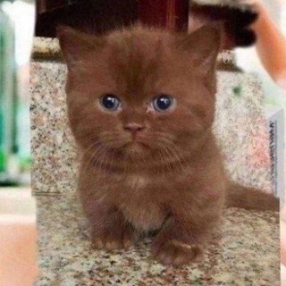котовий толстячок