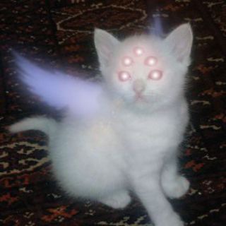 Котовьи голоса шепчут мне шепчут котовьи идеи 🐈‍⬛️