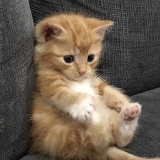 Котяра