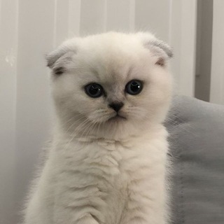 Без Кота и Жизнь не та