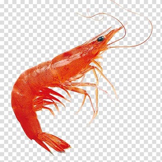 Бухая Креветка 18+ 🦐