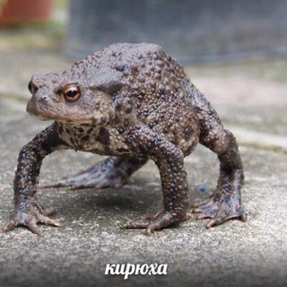 Чаты