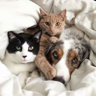 Лапы, уши, хвост Михайловского района
