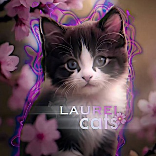 🐈‍⬛lᴀurᴇl ᴄᴀᴛs🌸