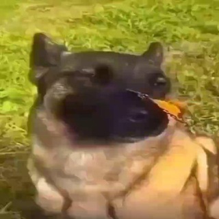 Чатик ЛорДена 💘