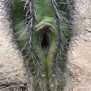 Mama Natur