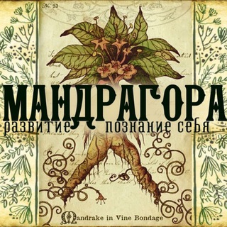 Мандрагора