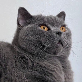 Мемы, кошки и Наташа