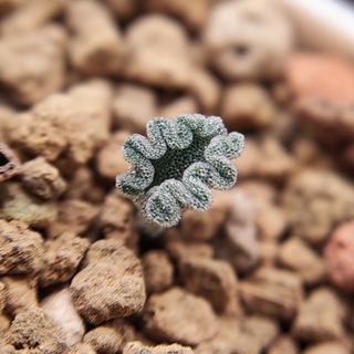 Mimamu_plants