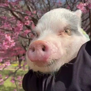 Свинятор 🐽 Piggy Минипиги Minipiggy Поросята