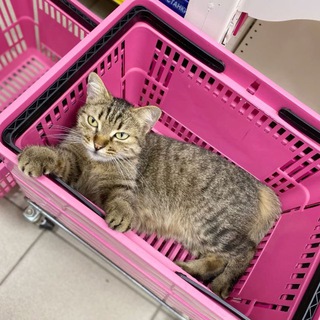 SALE сыщик 🔎🛍️