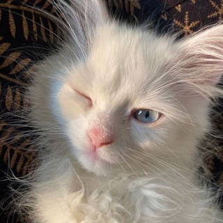 miumau