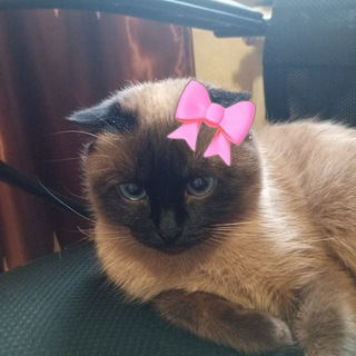 MollyGo