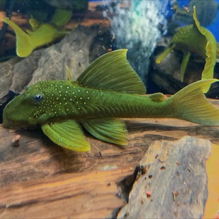 Аквариумный Салон Mos-fish