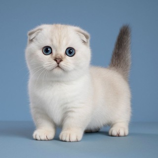 Munchkin kittens, cat, cats, munchkinfold, манчкин котята, munchkin, scottishkilt, манчкин котята, кошки, коты,котята