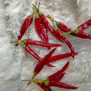 🌶Muzik~Perchik🌶