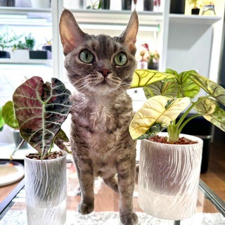Green room. Пикси, Зои и зеленая комната🌱🐈‍⬛🐈‍⬛