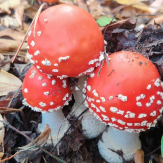 🍄МУХОМОР🍄МИКРОДОЗИРОВАНИЕ🍄