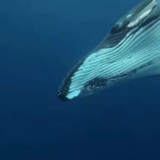 ЧТО-ТО НА КИТОВОМ 🐋 КРЕАТИВ• ТРЕНДЫ• АРХИТЕКТУРА БРЕНДОВ