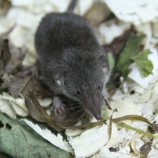Natural Neomys