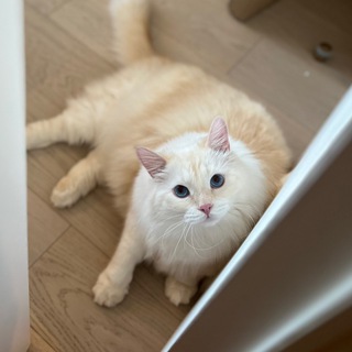 Iris_the_cat